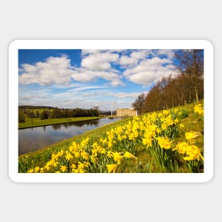 Springtime daffodils at Chatsworth, Derbyshire, UK Sticker